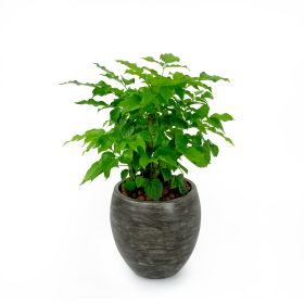 Smart Self-watering Round Planter Pot for Indoor and Outdoor - Gray Wash (Color: as Pic)